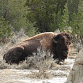 Bison On The Trail 2 by Amanda R Wright