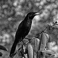 Black Bird Photograph Boat-tailed Grackle