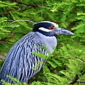 Black-Crowned Night Heron