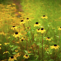Black-eyed Susans - Dancing in the Breeze by Dodie Ross