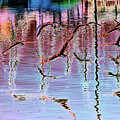 Black Skimmers on Mission Bay Digital Art by Bruce Block