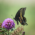 Black Swallowtail on a Pink Butterfly Bush by Jason Fink