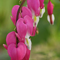Bleeding Hearts