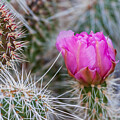 Blooming Cactus with Pink Flower - Arizona Desert by Tatiana Travelways