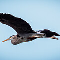 Blue Heron in Flight by Jason Fink