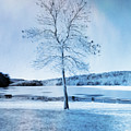 Blue Winter Tree by Crystal Wightman