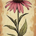 Botanical Echinacea