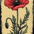 Botanical Poppy