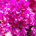 Bougainvillea by William Scott Koenig