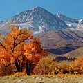 Bright Orange Fall Colors Against Snow Dusted Mountains by Bonnie Colgan