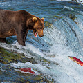 Brooks Falls Bear and Jumping Salmon #2 by Nancy Gleason