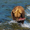 Brooks Falls Bear with Salmon Dinner #3 by Nancy Gleason