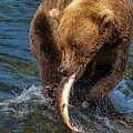 Brooks Falls Bear with Sockeye Catch Close-up by Nancy Gleason