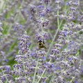 Bumble Bee in the Lavender by Amanda R Wright