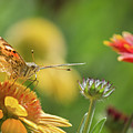 Butterfly and Flower