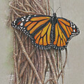 Butterfly on Vines