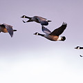 Canada Geese in Flight Photograph by Rehna George