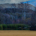 Canada Geese Landing on Pond by Joe Fisher