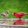 Cardinals at a Reflective Birdbath
