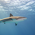 Caribbean Reef Shark in the blue