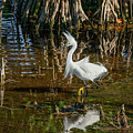 Cattle Egret