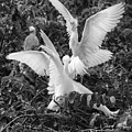 Cattle Egret