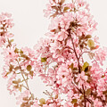 Cgy- Pink Cherry Blossoms