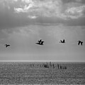 Chesapeake Pelicans by Steven Nelson