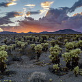 cholla sunset