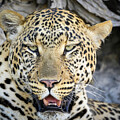 Close-Up of a Male Leopard in Africa by John Twynam