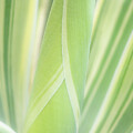 Close-Up of Agave Leaves