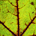 Rusty Leaf by Chad Thunberg