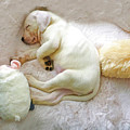 White Labrador Puppy Cloud Dreaming  Fine Art by Waterdancer