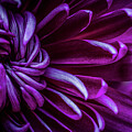 Intricate Details Color by Nova Rae