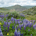 Colorado Lupine Mountain Landscape by Cascade Colors