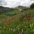 Colorado Summer Sunlight in the Subalpine by Cascade Colors