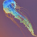 Colorful Jellyfish in Motion by Bruce Block