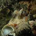 Common Octopus