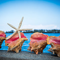 Conch shells for sale by Jonathan Babon