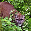 Cougar by Gina Fitzhugh