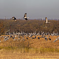 Cranes at Sunrise Photograph by Steve Templeton