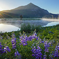 Crested Butte Lupine Sunrise