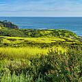 Crystal Cove Superbloom 2 Photograph by William Gunn