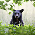 Curious Bear Cub - Animal Portraits by Rehna George