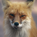 Cute Fox