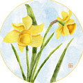 Daffodils