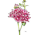 Dahlias for Frances I by Catherine Bede