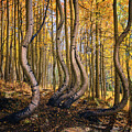 Dancing Aspens of Colorado III by Kevin Schwalbe
