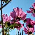Dancing In the Sunlight by Amanda R Wright