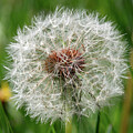 Dandelion seeds